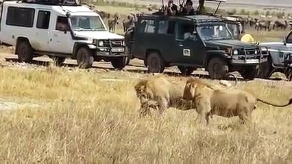 Two Lions Vs one Hyena Deadly Fight