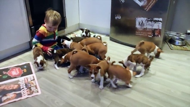 16 chiots Basenji se ruent sur un petit garçon. Ce qu’ils lui font va vous faire fondre