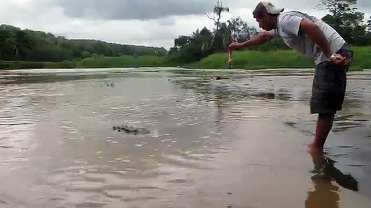 Man Almost Gets Attacked By Crocodile (As seen on Tosh.O, Yahoo News, CBS News)  This is my video.