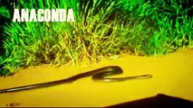 Most Amazing Wild Animal Attacks   GIANT ANACONDA - Biggest Python Snake Attacks Human