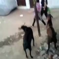 Goat Fiting In Girl