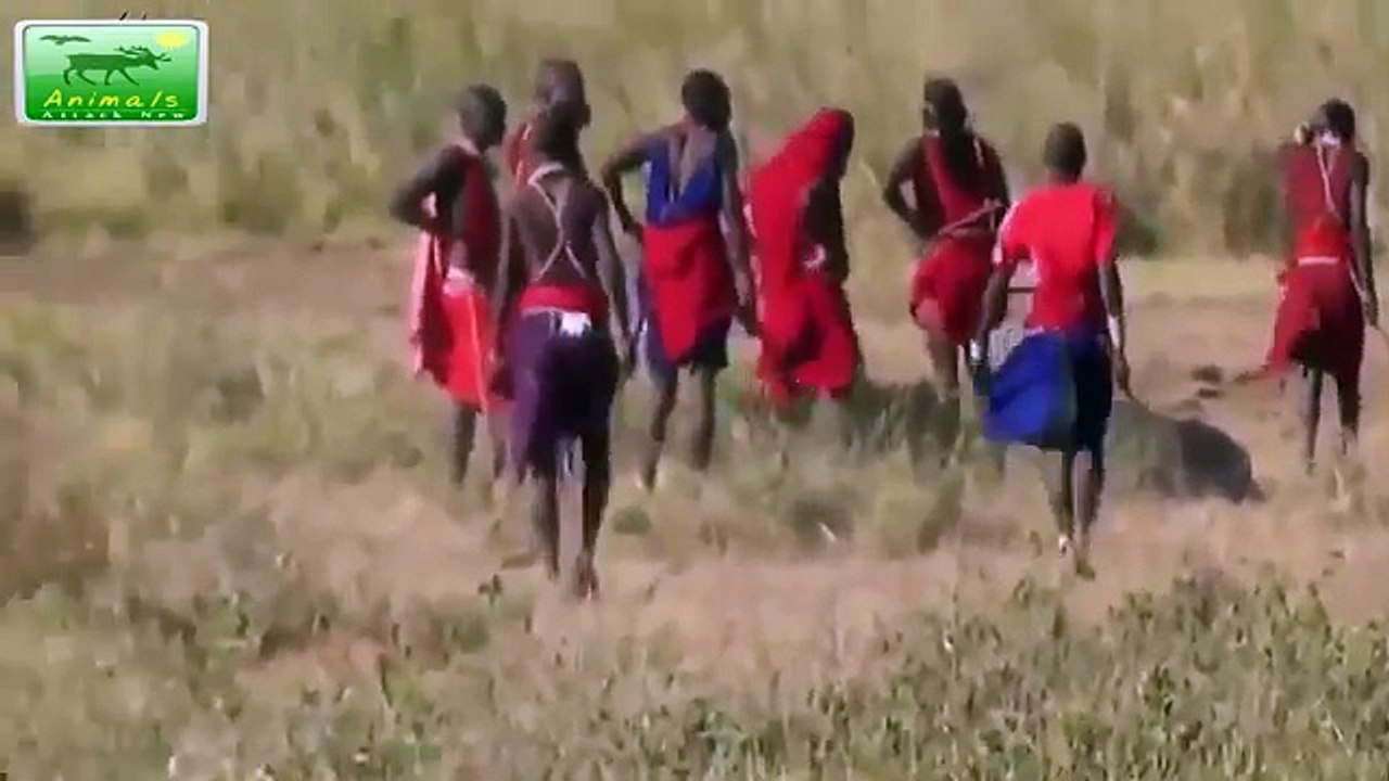 Most Amazing Wild Animals Attacks #40 Human attack Lion vs Leopard, Elephant vs Hyena