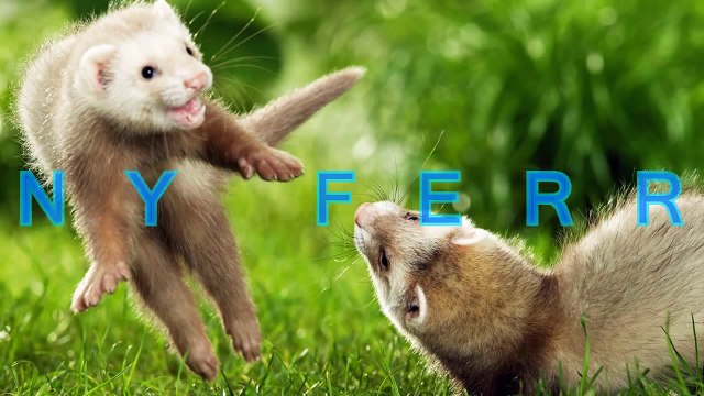 This made me laugh so hard! Love my fur babies. Now I need a cat and peanuts! Lol!!!