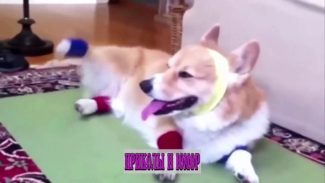 ЛУЧШИЕ ПРИКОЛЫ Года 2016 Смешное видео #1