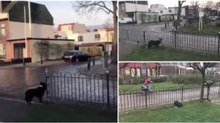 Cão descobre o melhor jogo para combater a solidão