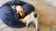 Ce singe rescapé d'un accident, s'occupe des animaux d'un refuge