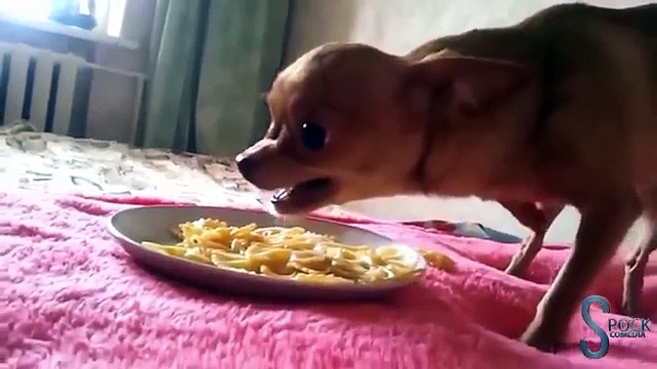 Cães engraçados 2016 #1
