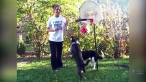 Cães jogando basquete