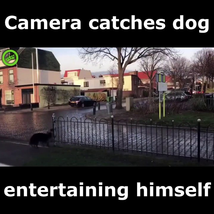 Hero Animals