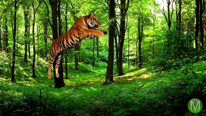 Hayvanat Bahçelerinde Yaşanmış Korkunç Kazalar