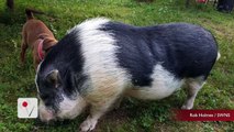 Pet Pig Survives Tennessee Fire and is Reunited With Family