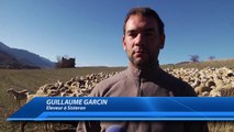 Alpes-de-Haute-Provence : Le loup aux portes de Sisteron, les éleveurs s'inquiètent