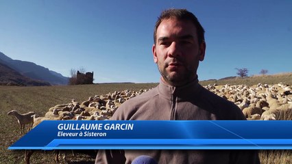 Alpes-de-Haute-Provence : Le loup aux portes de Sisteron, les éleveurs s'inquiètent