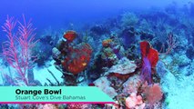 Dive Orange Bowl with Stuart Cove’s Dive Bahamas
