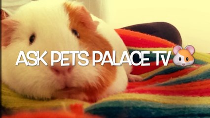(CLOSED) Ask Pets Palace TV ~ Questions Needed