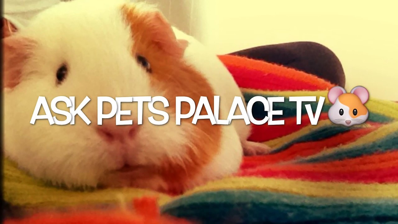 (CLOSED) Ask Pets Palace TV ~ Questions Needed
