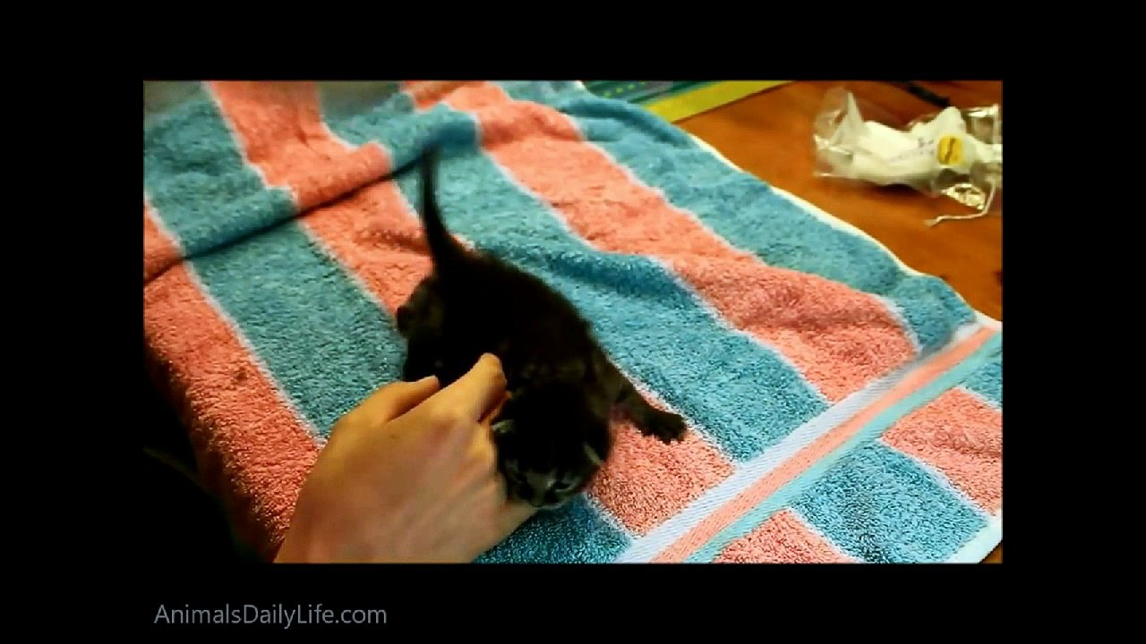 Cute Cats