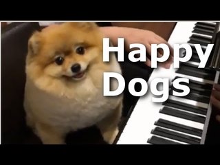 Happy Dogs Compilation - Cute Puppies