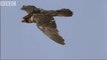 Flying with the fastest birds on the planet  Peregrine Falcon & Goshawk - Animal Camera - BBC