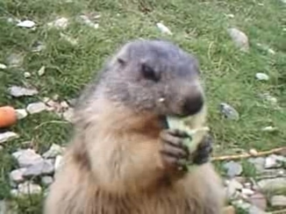Marmotte