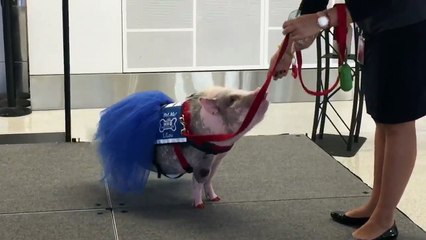 Lilou, la truie qui détend les voyageurs dans l'aéroport de San Francisco