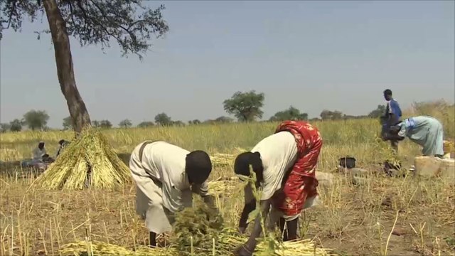 النفير: صورة للتكافل الاجتماعي بجنوب كردفان السودانية