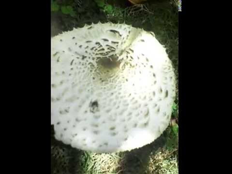 Extraños Hongos Venenosos