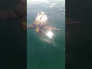 Huge Turtle Surprises Boaties to Say Hello