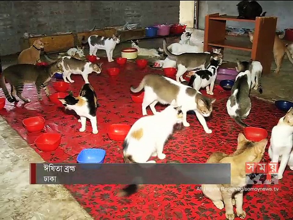 শখ নয়, দায়িত্ববোধ থেকে অর্ধশত বিড়াল পালন