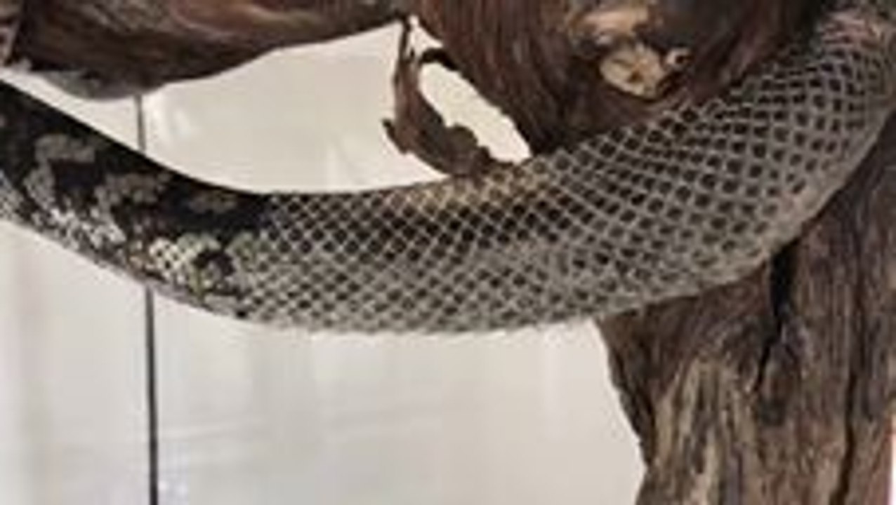 Native Australian Python Slowly Sheds Its Skin