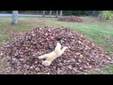 Plush Dog Toy Goes Frolicking Through Autumn Leaves