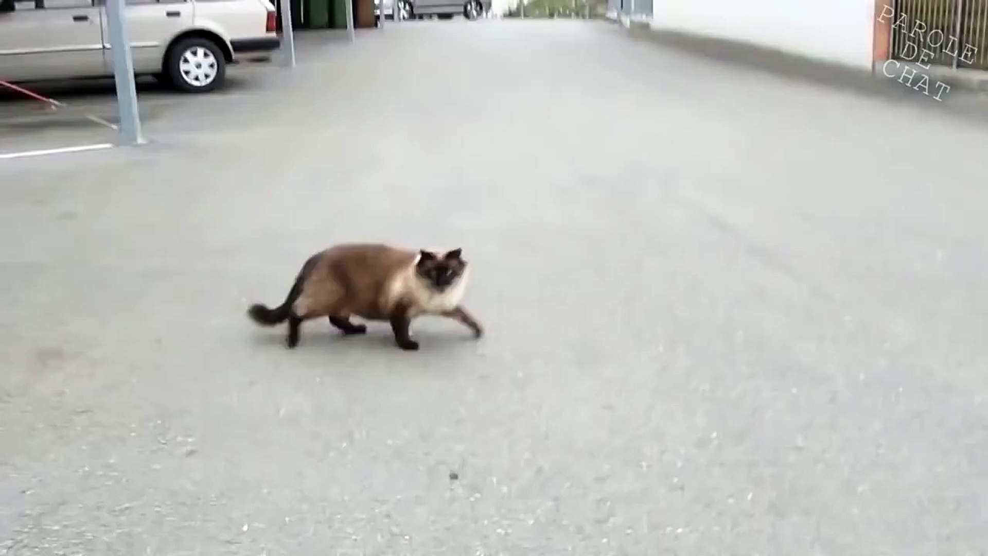 Les Gros Mots 2 Parole De Chat Part1 Video Dailymotion
