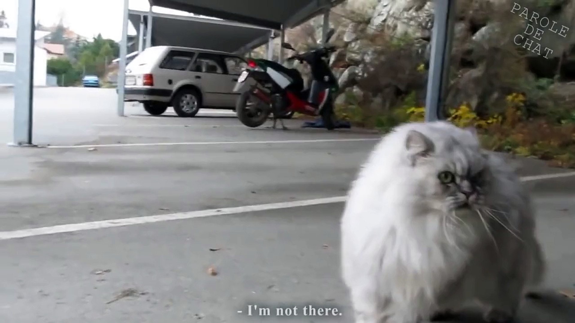 Les Gros Mots 2 Parole De Chat Part3 Video Dailymotion