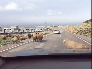 ARABAYA KAFA ATAN KOÇ