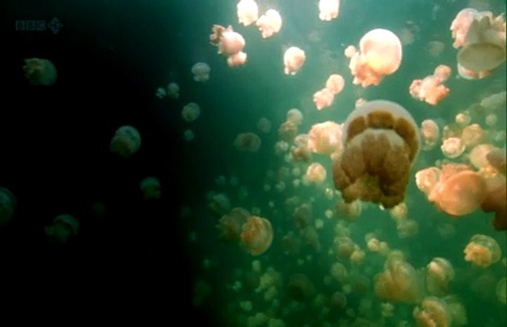 81 - Brian Cox - The Amazing Golden Jellyfish