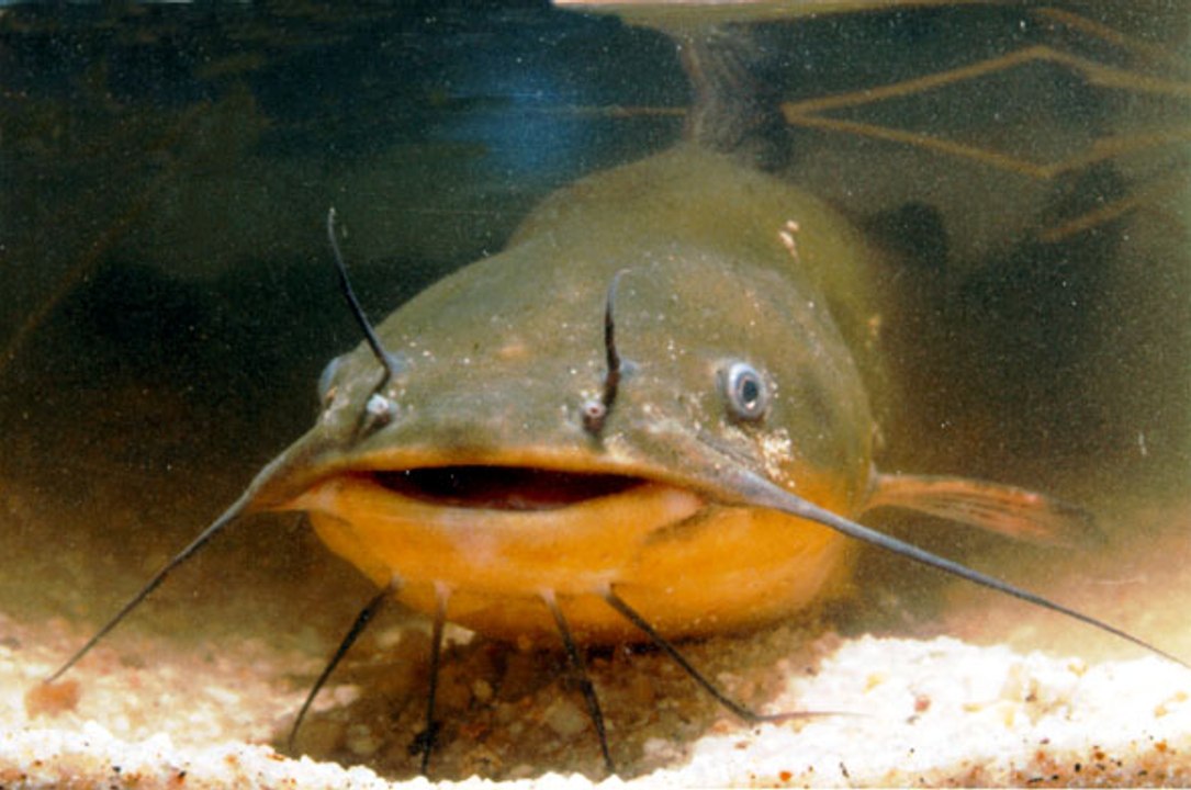 83 - Brian Cox - Catfish
