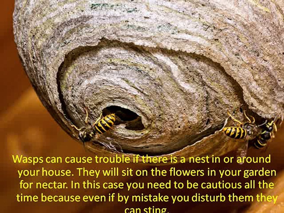 Why To Hire Wasp Pest Control Services