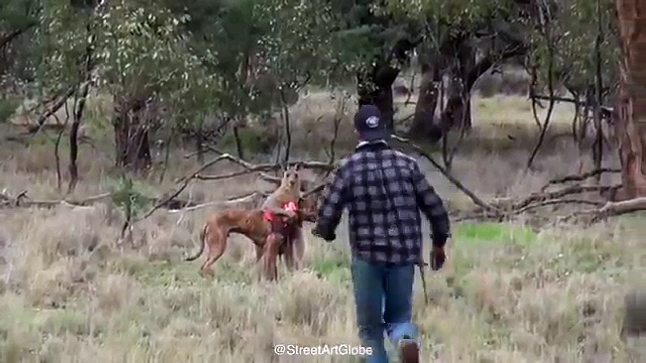 How to free your dog from a kangaroo choke hold [HD VERSION] video
