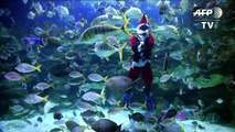 Scuba diving Santa attract crowds in Kuala Lumpur