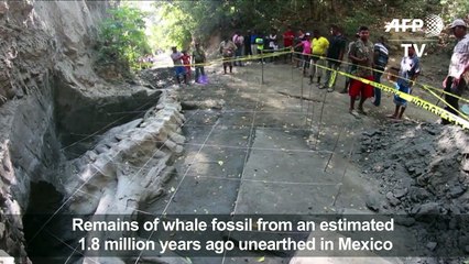 Whale remains from 1.8 million years ago found in Mexico