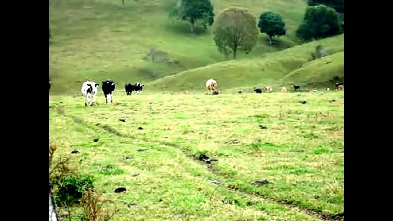 Videos Cow for children - Cows for Kids Mooo! - Livestock