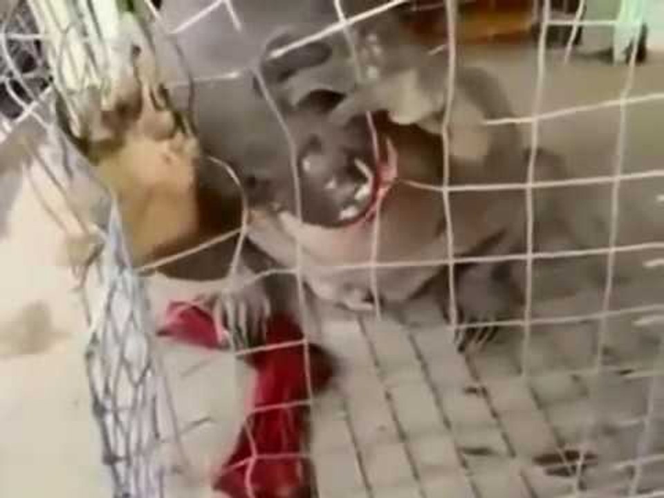 Alien caught on Kerala and Karnataka Border