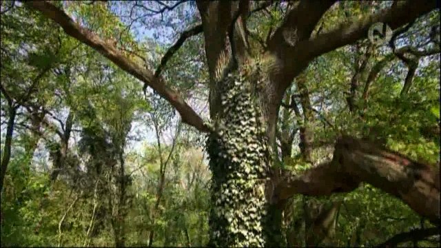 Тайны заливного леса. Национальный парк Дунай