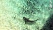 Galapagos Sharks Feeding Off of Ascension Island part1
