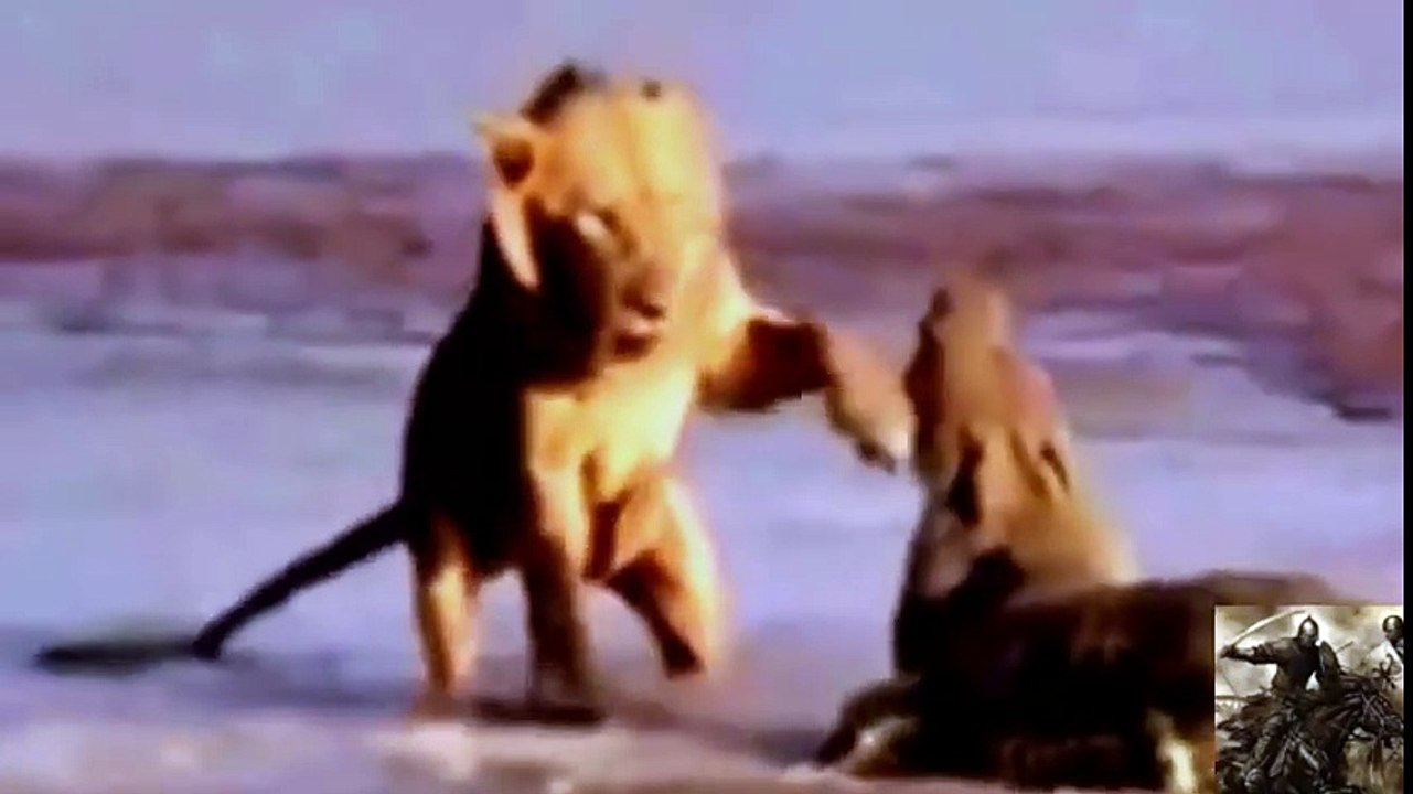 animals killed lion_13