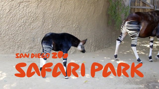 Okapi Calf Bursts with Excitement