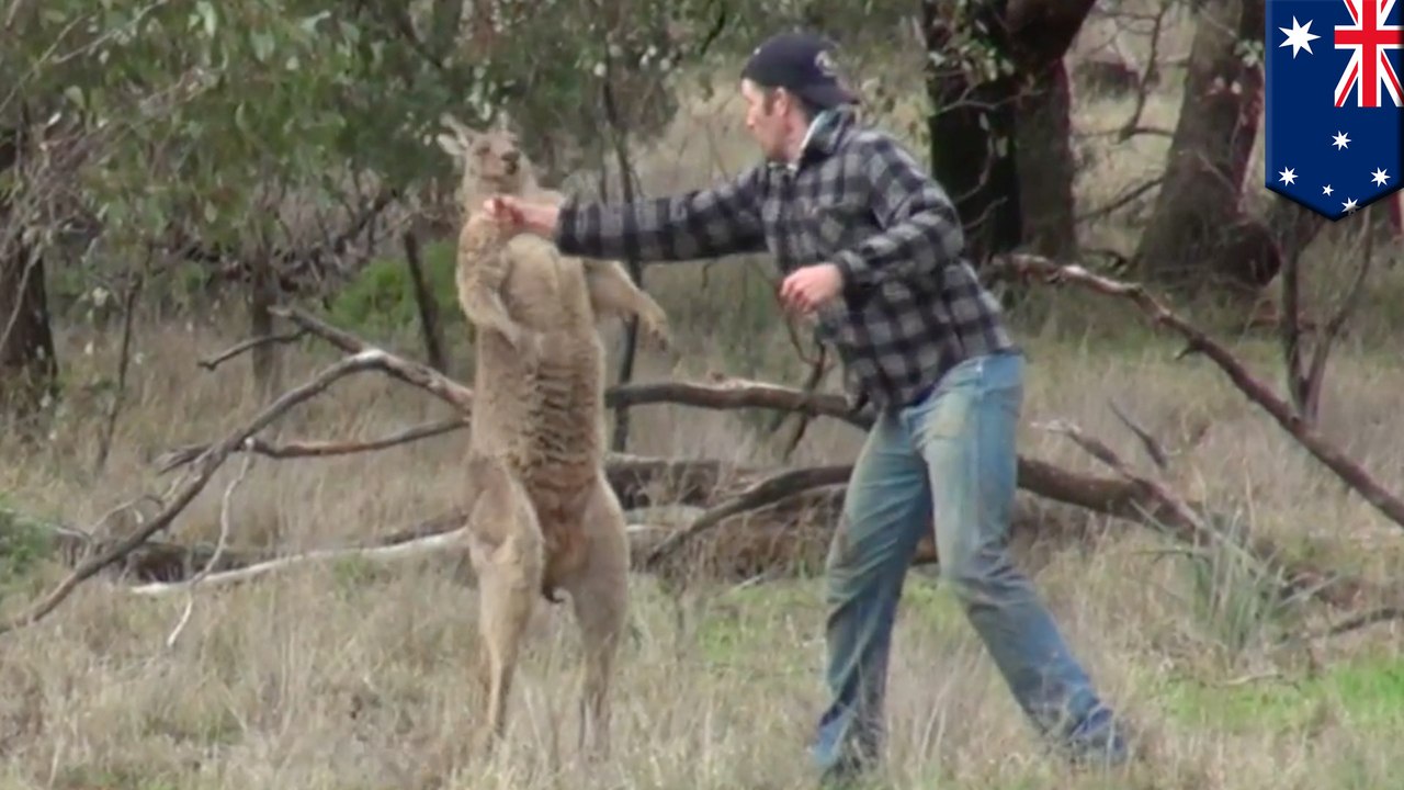 Pria memukul kanguru untuk menyelamatkan anjingnya Tomonews video
