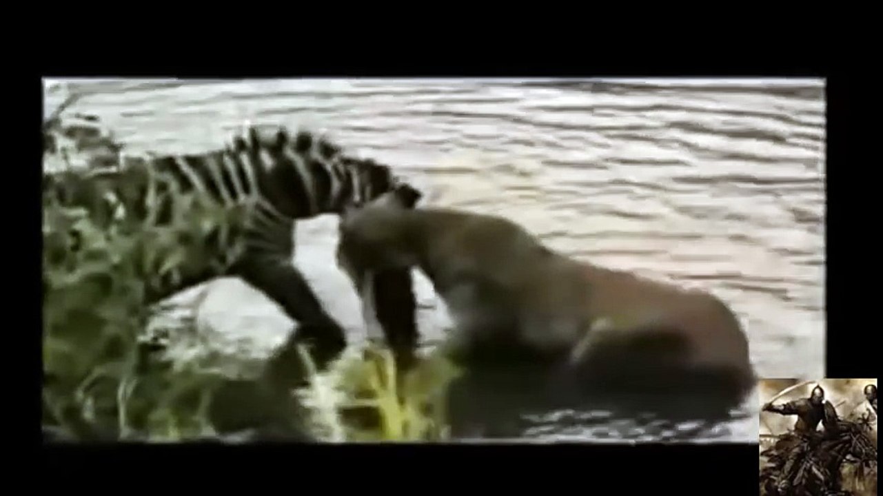 animals killed lion_16