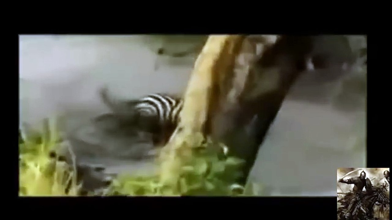 animals killed lion_17