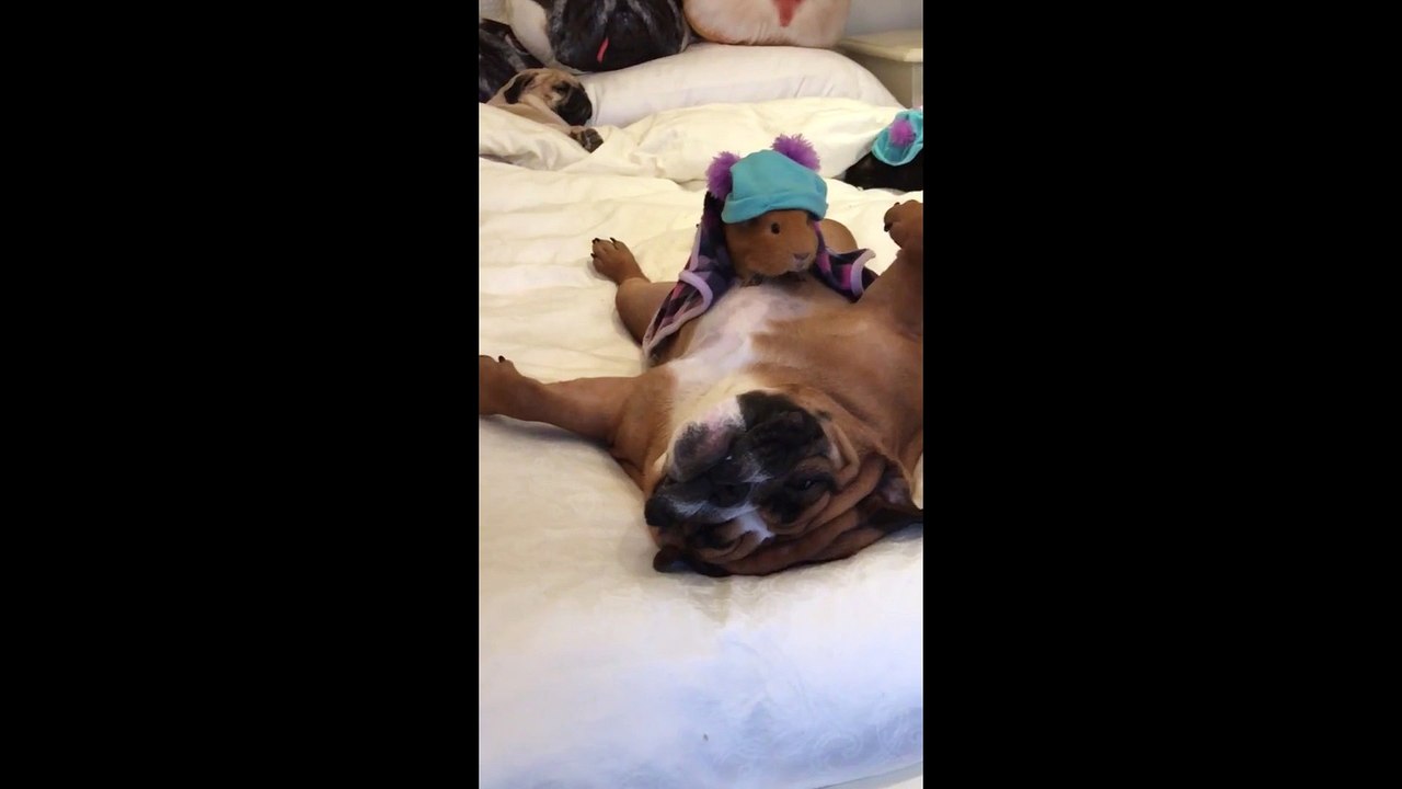 Mannequin challenge de chiens et hamsters au lit !